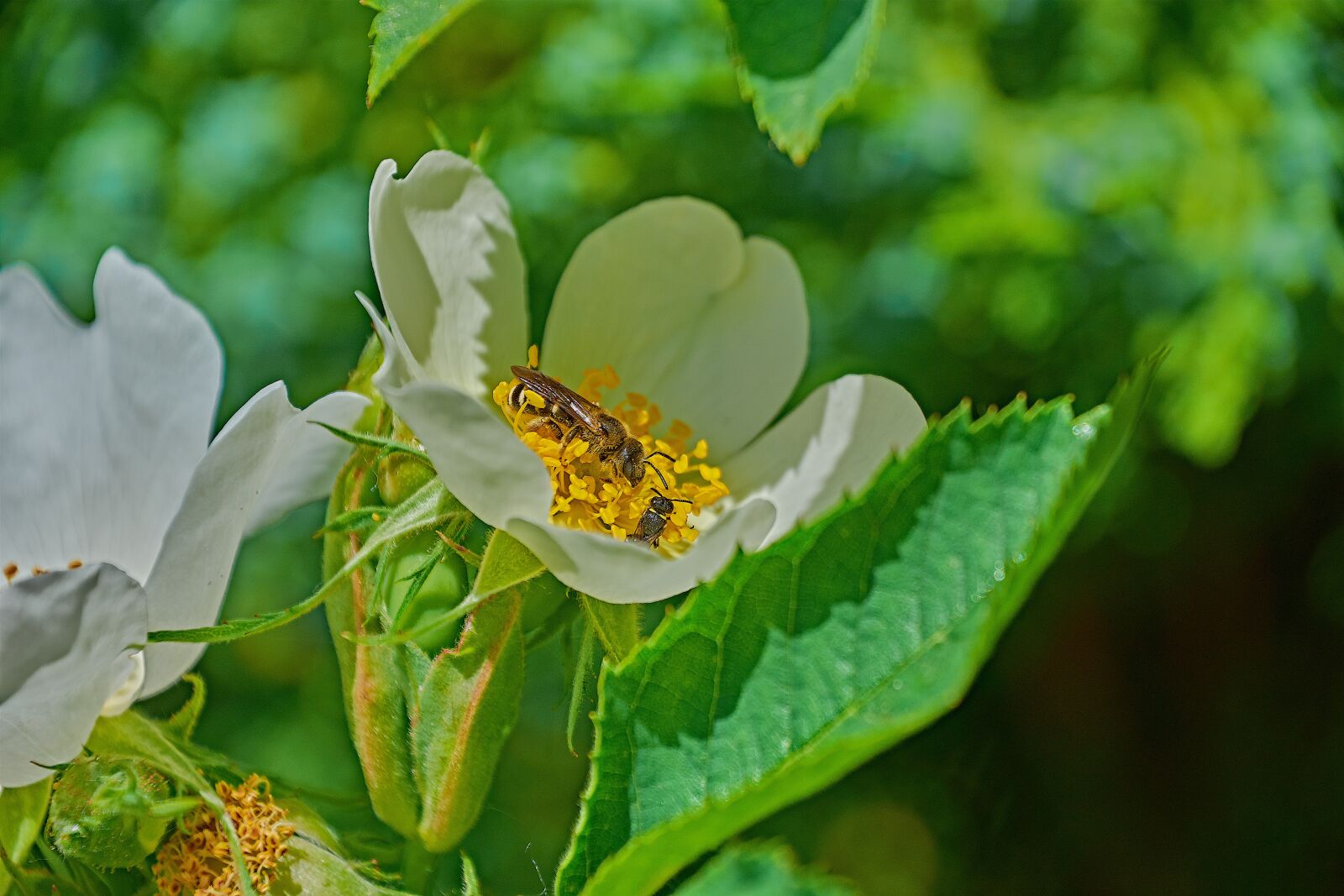 Nikon D7200 sample photo. Flower, insect, nature photography