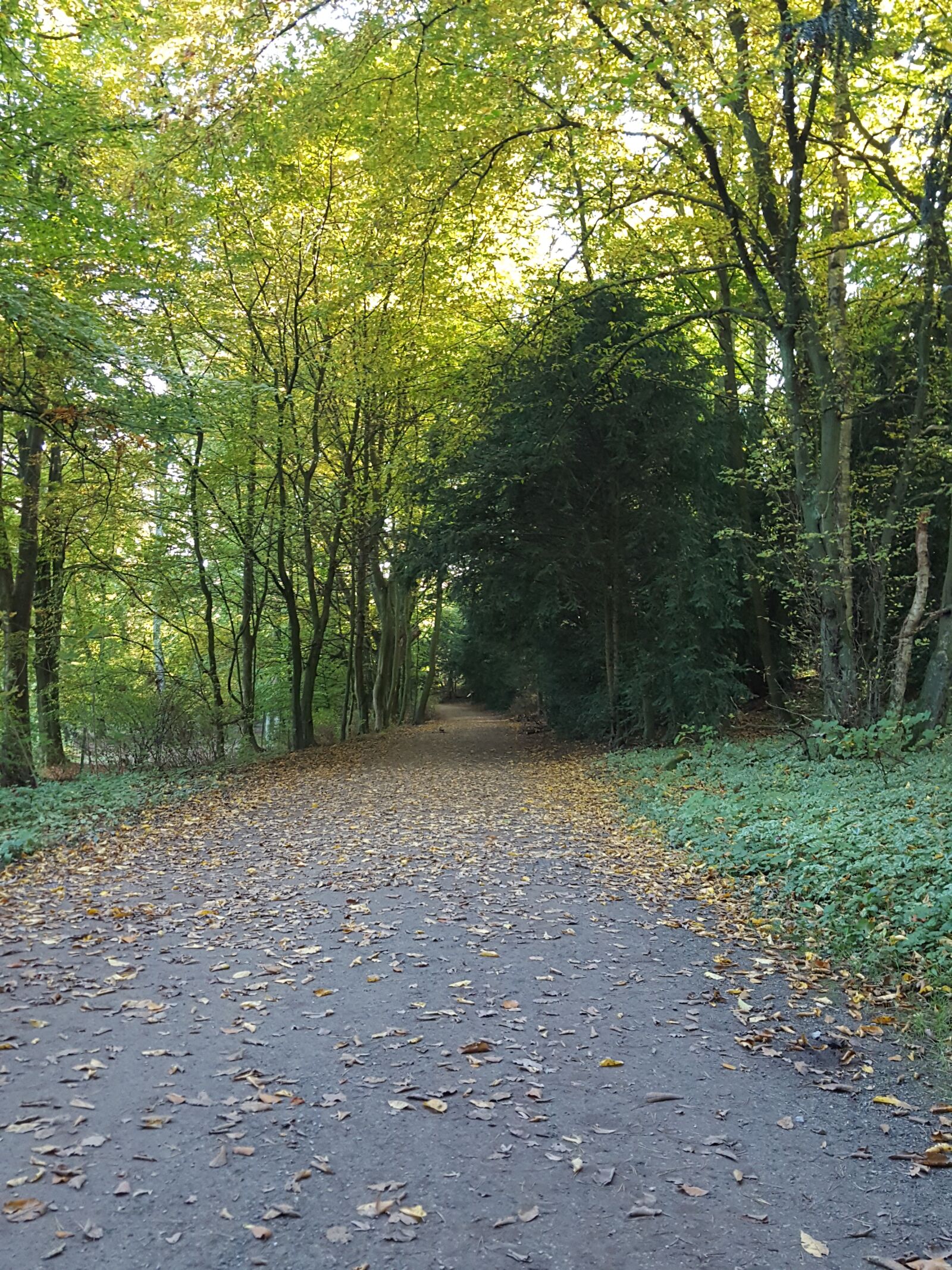 Samsung GALAXY S6 edge sample photo. Autumn forest, forest path photography