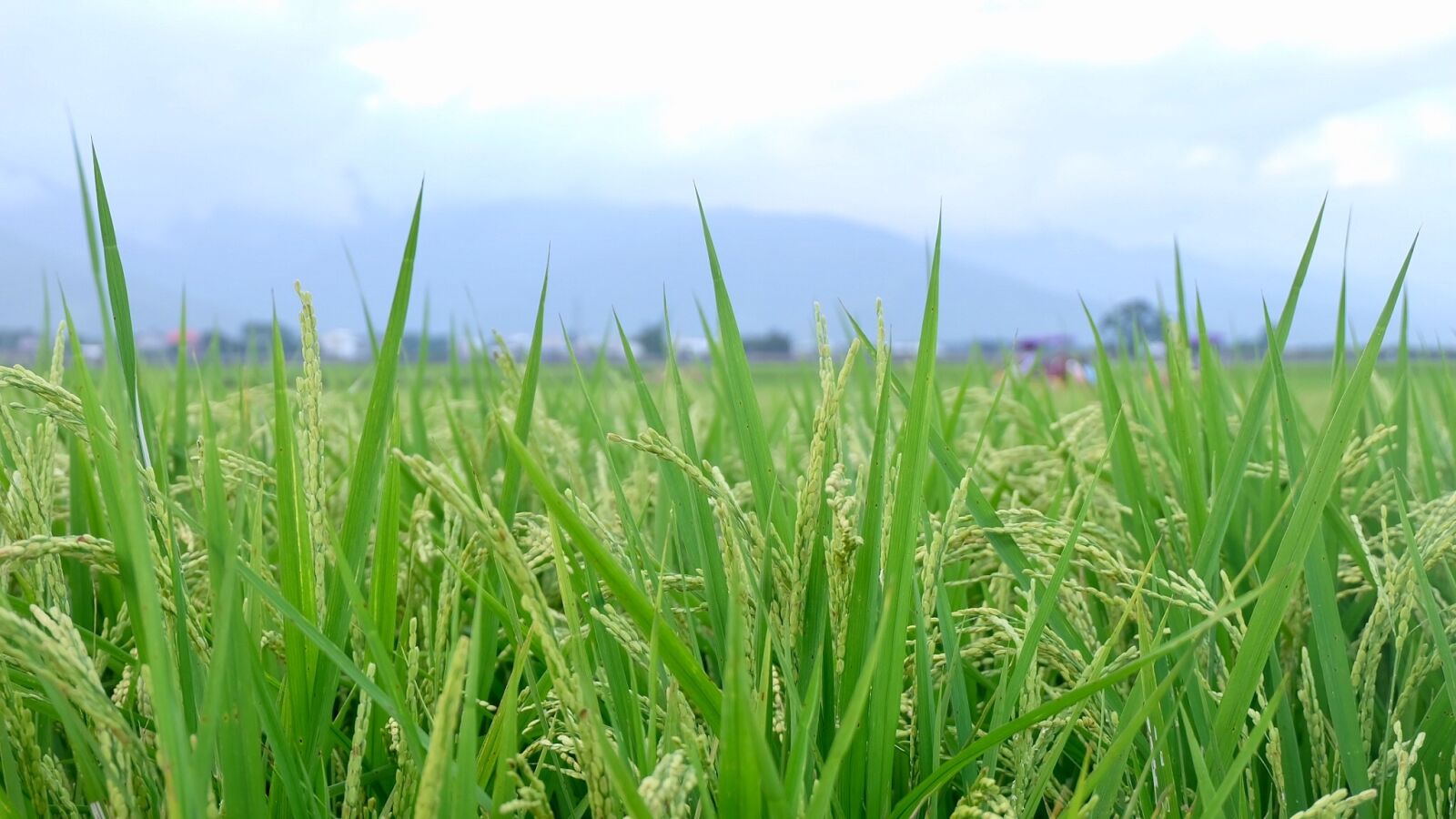 Fujifilm X-A1 sample photo. In wheat field, special photography