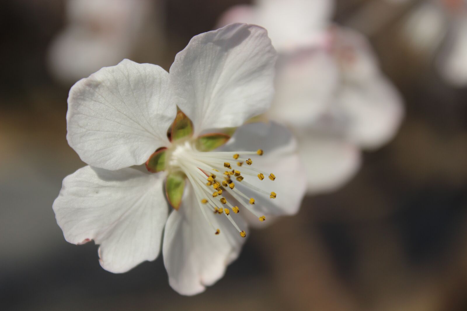 Canon EOS 600D (Rebel EOS T3i / EOS Kiss X5) sample photo. Flower, spring, spring flower photography