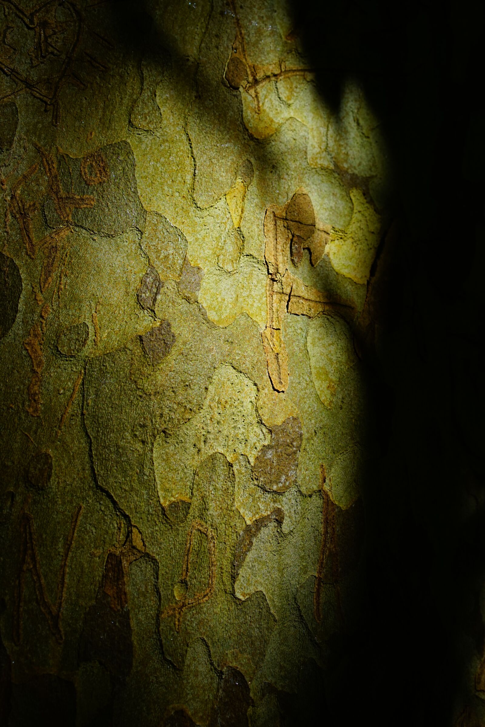 Sony a7 + Sony Sonnar T* FE 55mm F1.8 ZA sample photo. Sycamore, bark, tree photography