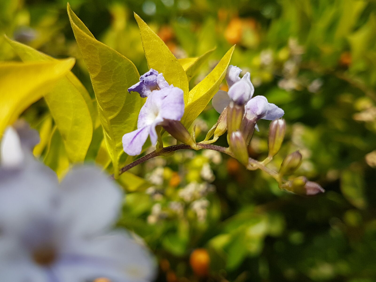 Samsung Galaxy S7 Edge sample photo. Blur, camera photography