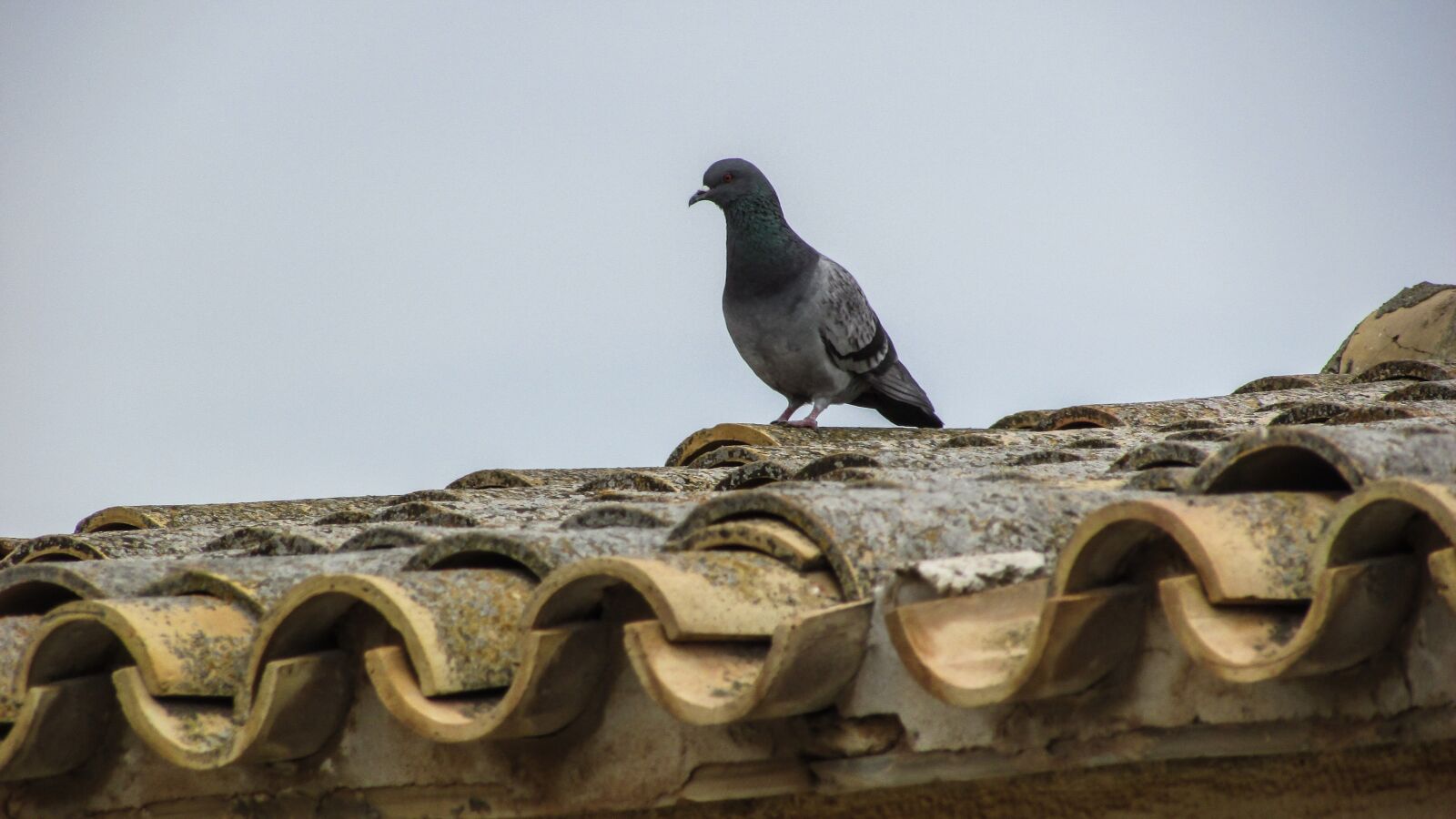 Canon PowerShot SX400 IS sample photo. Pigeon, roof, old house photography