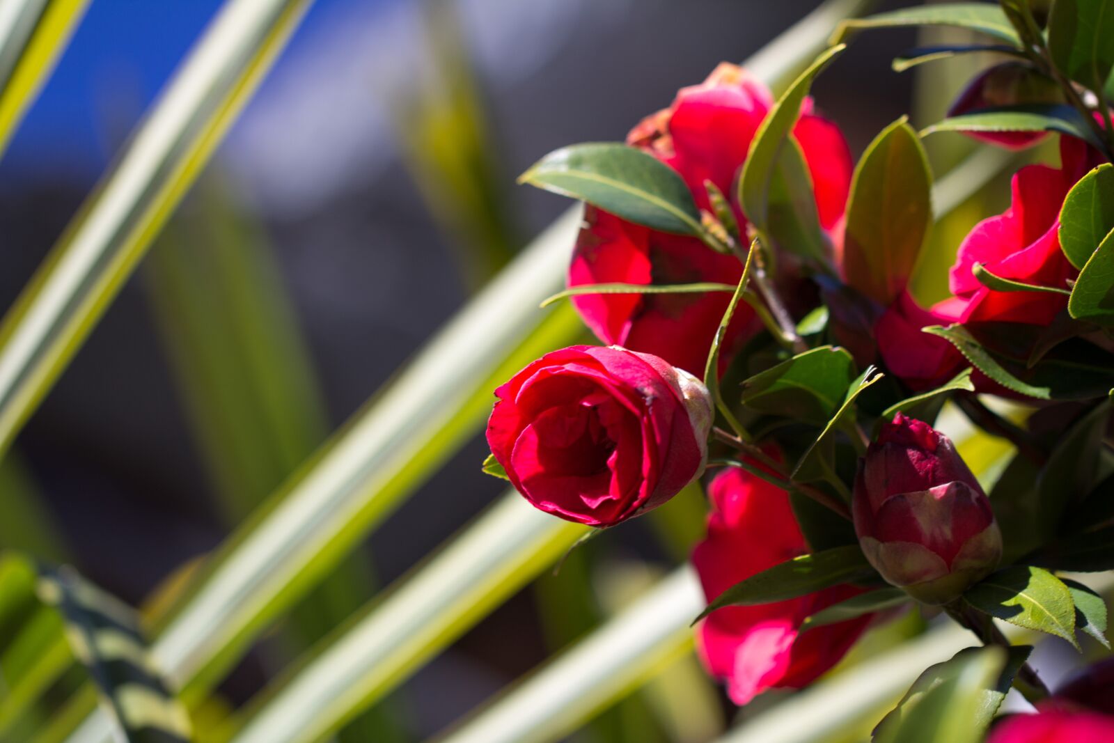 Canon EF 100mm F2.8L Macro IS USM sample photo. Camellias, blossom, bloom photography