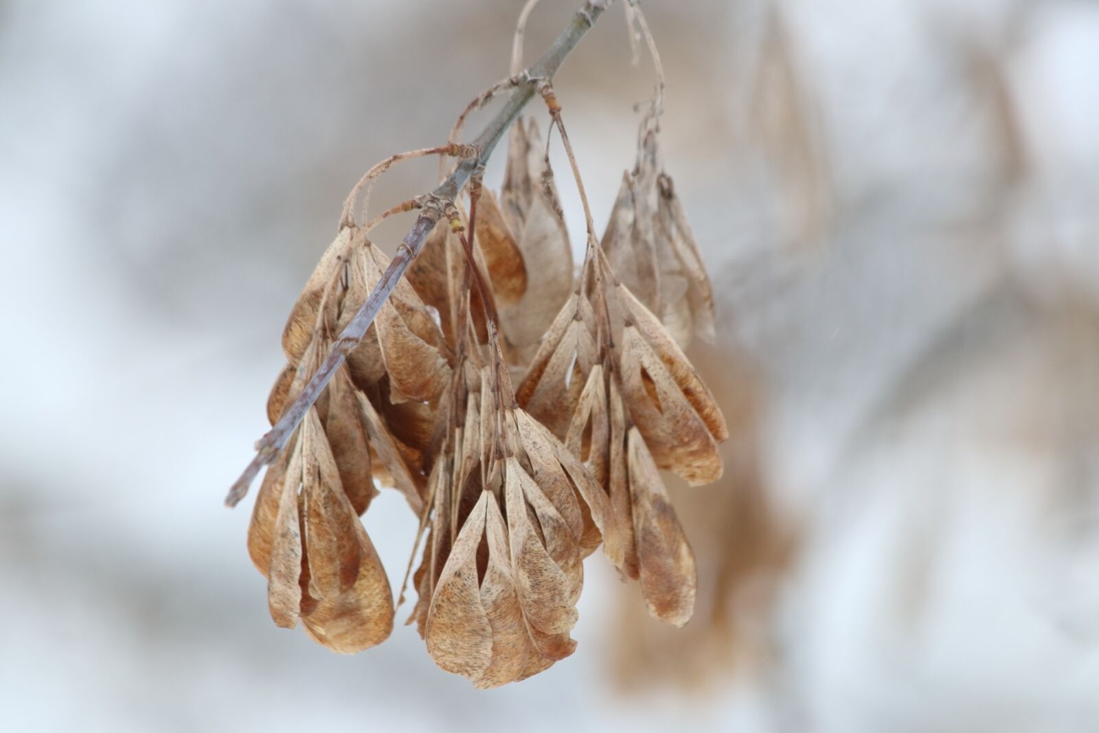 Canon EOS 77D (EOS 9000D / EOS 770D) + Canon EF 70-300mm F4-5.6 IS USM sample photo. Nature, dry, autumn photography