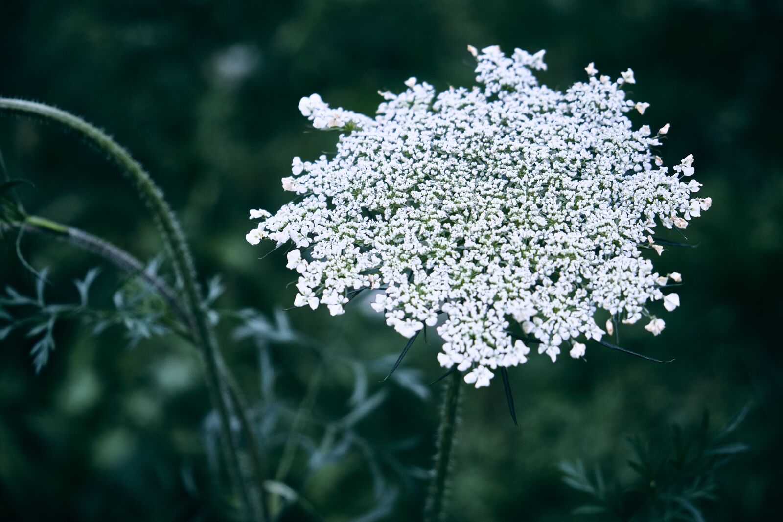 Fujifilm XF 18-55mm F2.8-4 R LM OIS sample photo. Wild carrot, star, blossom photography