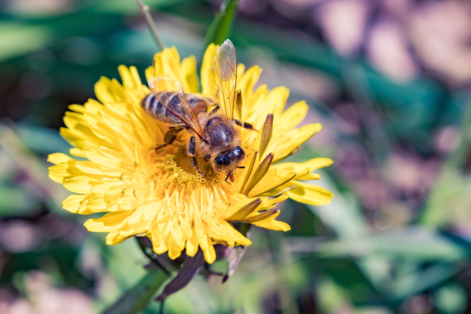 Canon EOS 5D Mark IV + Canon EF 100mm F2.8L Macro IS USM sample photo. Bee, dandelion, spring photography