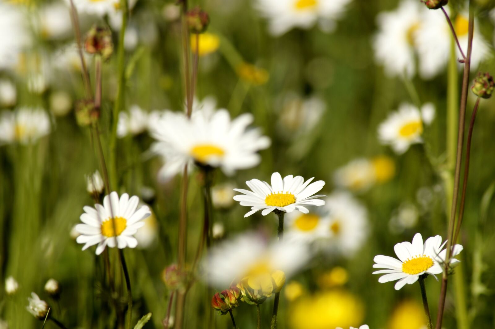 Sony SLT-A58 sample photo. Daisy, flower, daisy plant photography