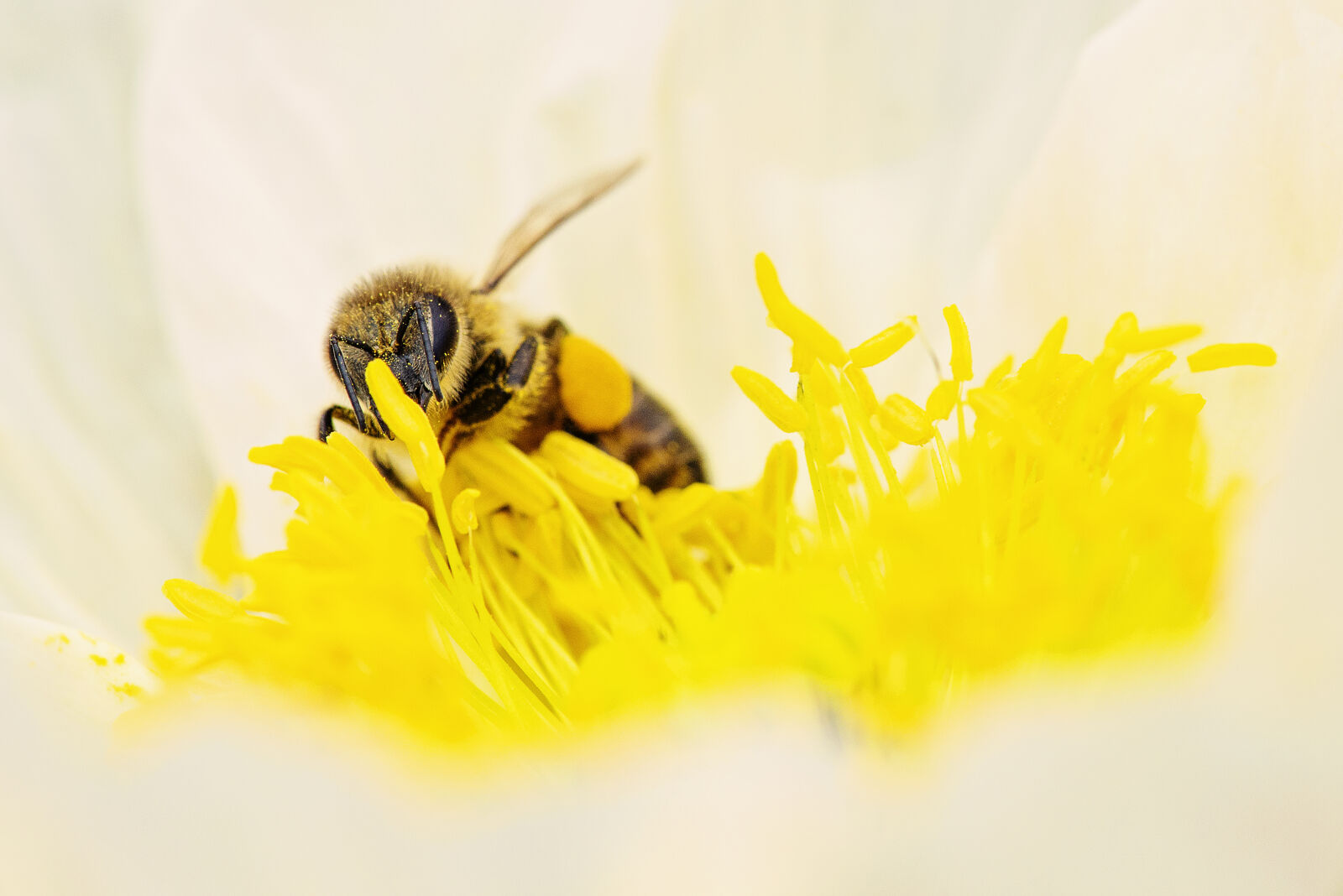 Nikon D800 + Nikon AF-S Micro-Nikkor 105mm F2.8G IF-ED VR sample photo. Bee, blooming, blossom, blur photography