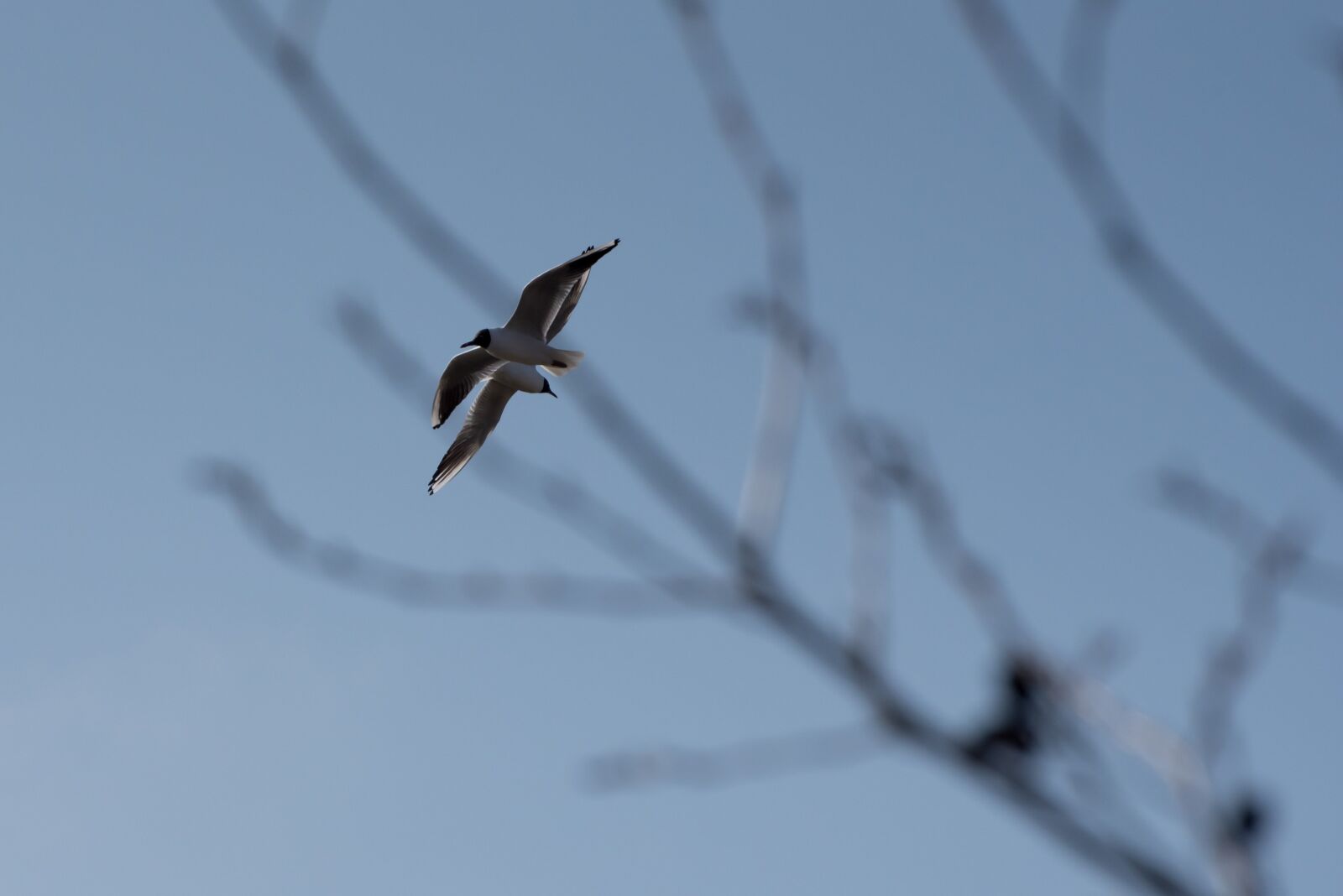 Nikon D750 sample photo. Bird, fly, freedom photography