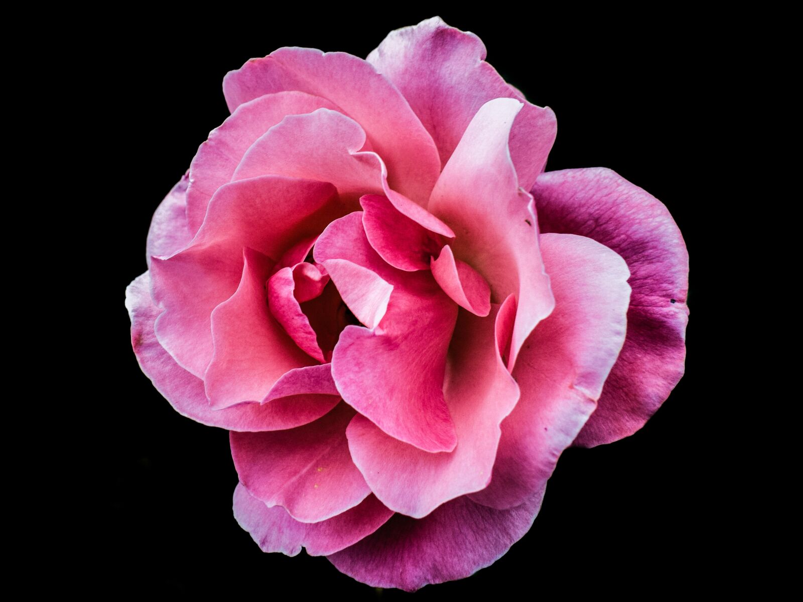Nikon D3300 sample photo. Rose, pink, flower photography