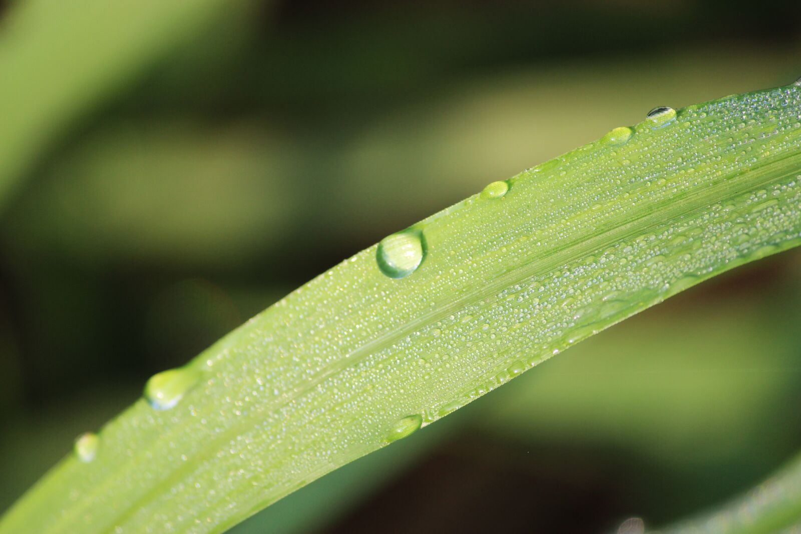 Canon EOS 600D (Rebel EOS T3i / EOS Kiss X5) sample photo. Nature, rain, green photography