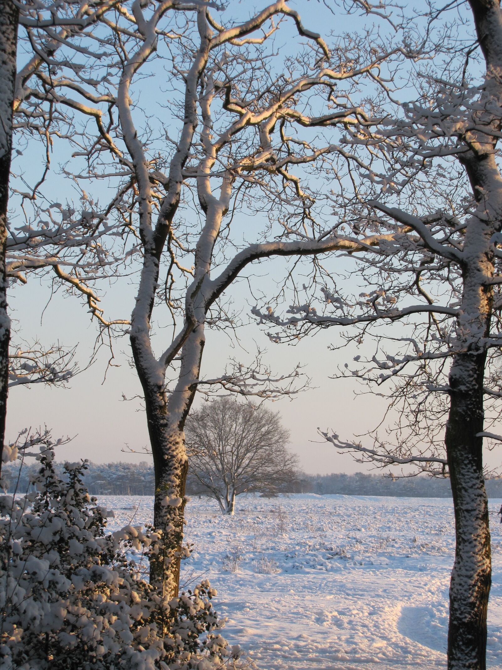 Canon PowerShot SX20 IS sample photo. Trees, snow, landscape photography