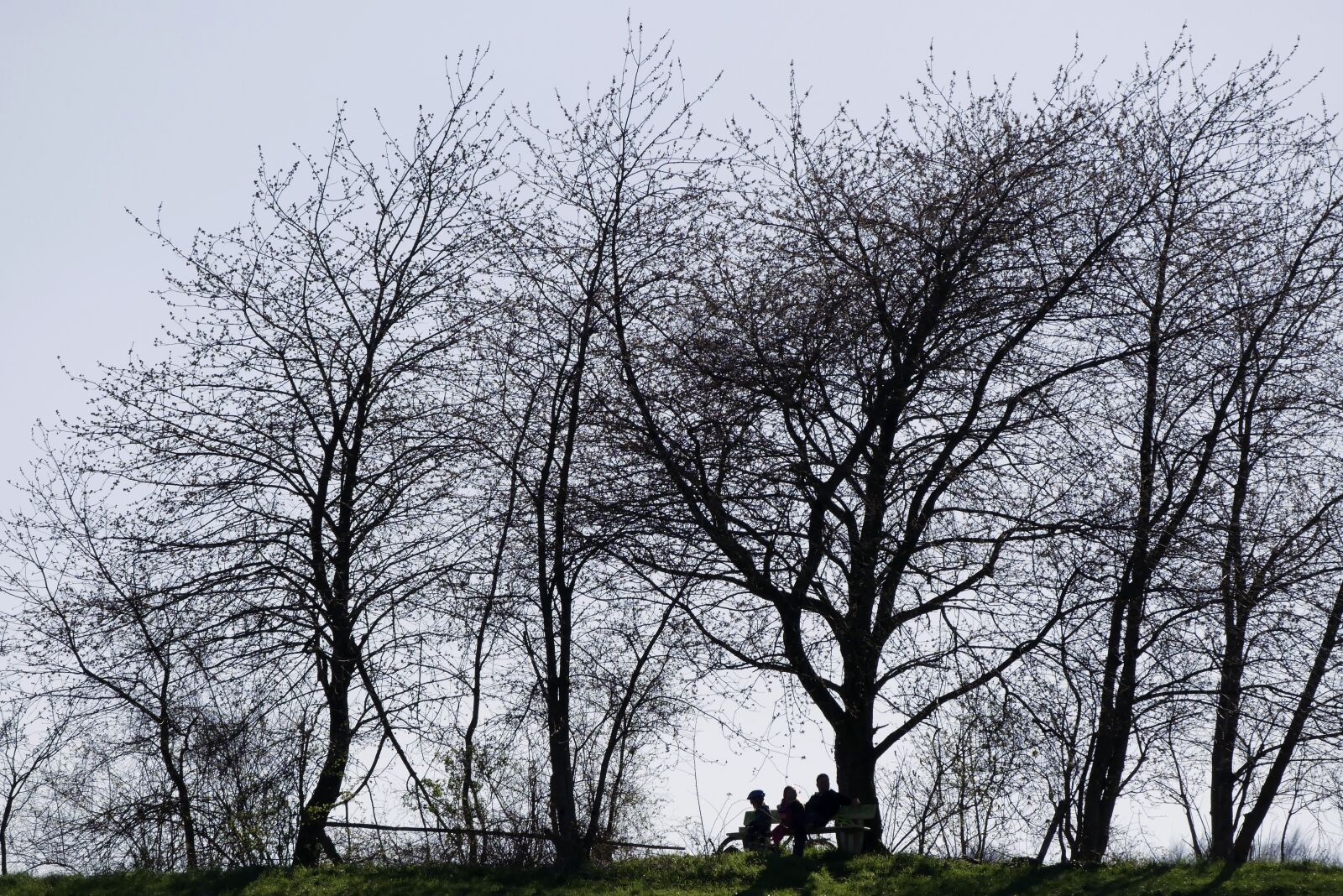 Panasonic Lumix DMC-GX85 (Lumix DMC-GX80 / Lumix DMC-GX7 Mark II) sample photo. Trees, walker, rest photography