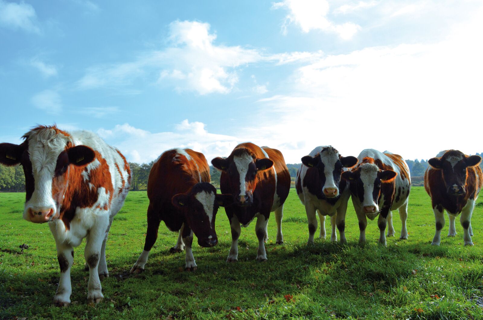 Nikon D3200 sample photo. Cows, pasture, curious photography
