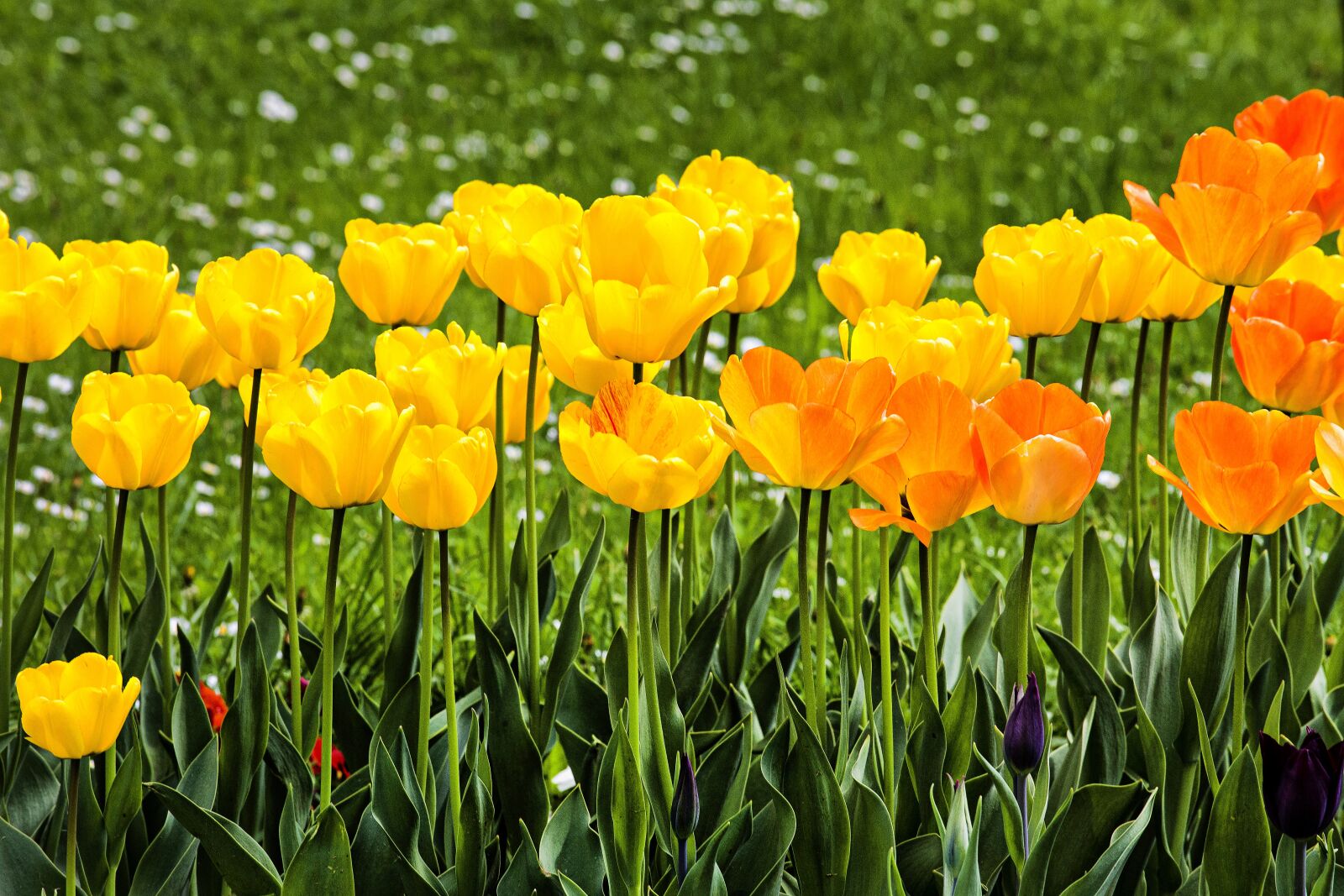 Canon EOS 6D + Canon EF 70-200mm F4L USM sample photo. Nature, flower, flora photography