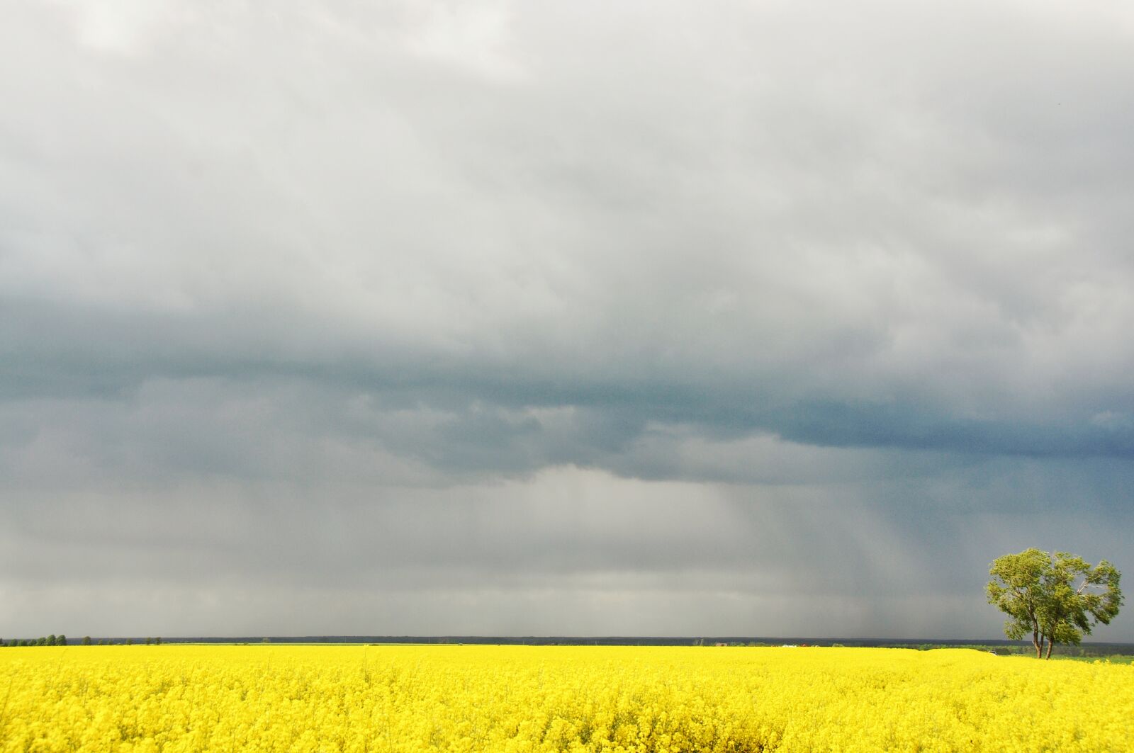 Nikon D90 sample photo. Rapeseed, field, landscape photography