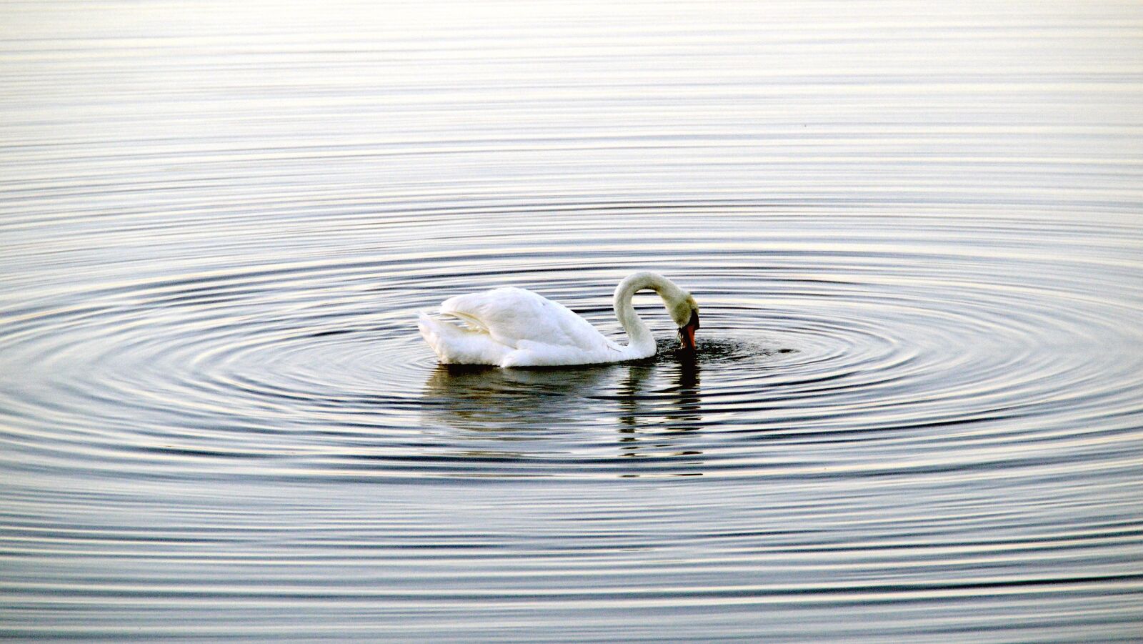 Nikon D3200 sample photo. Swan, water, circle photography