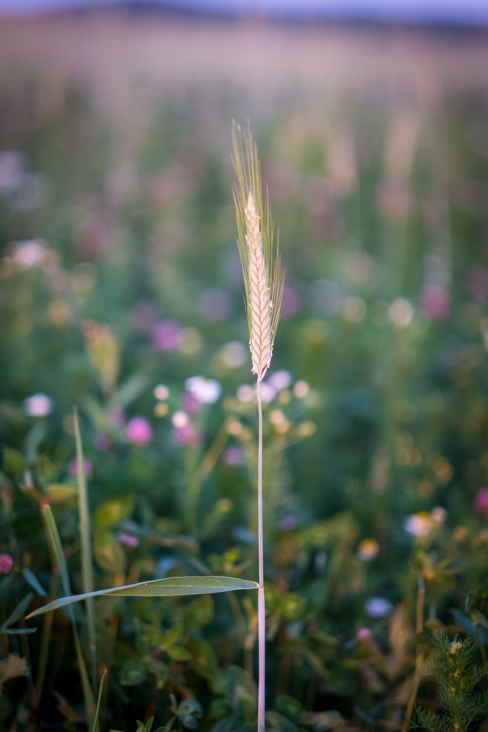 Fujifilm X-T2 + Fujifilm XF 56mm F1.2 R sample photo. Blade of grass, halm photography