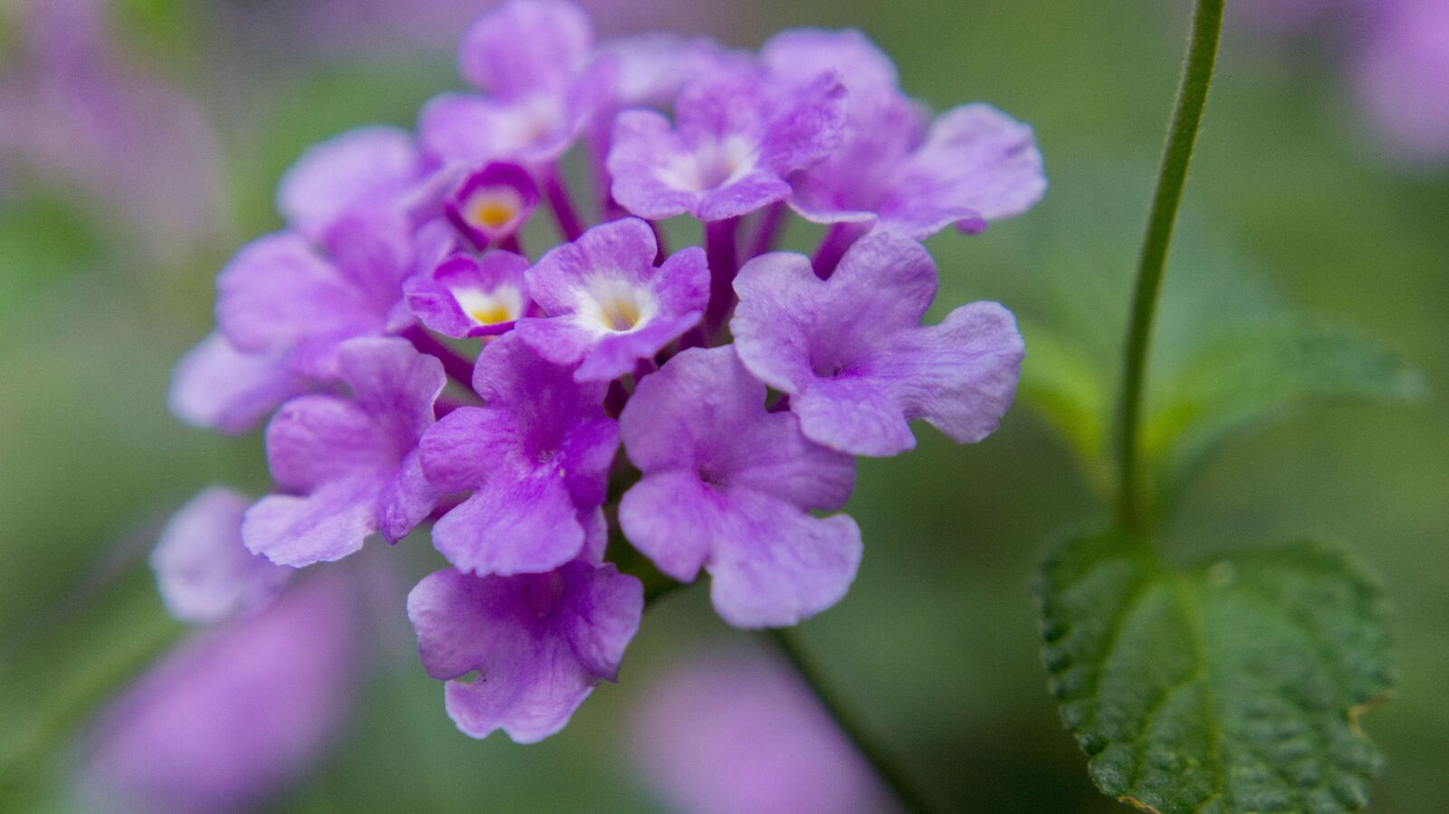 Sony SLT-A57 sample photo. Flower, purple, petals photography