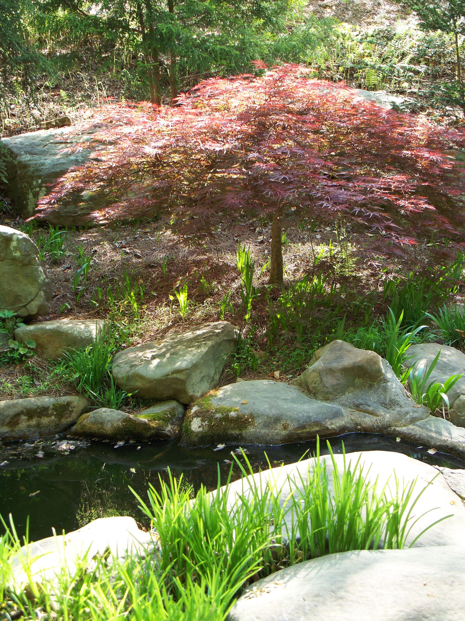 Kodak EASYSHARE Z1485 IS DIGITAL CAMERA sample photo. Garden, green, nature photography