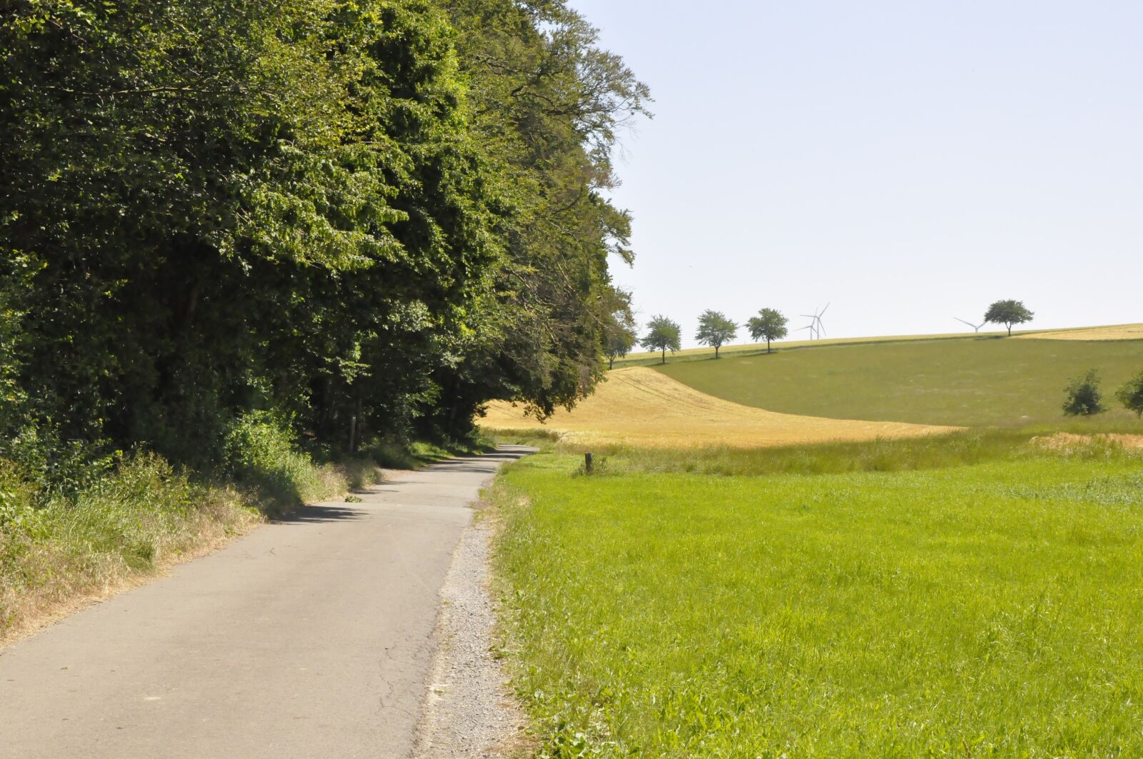 Nikon D90 sample photo. Nature, sommer, summer photography
