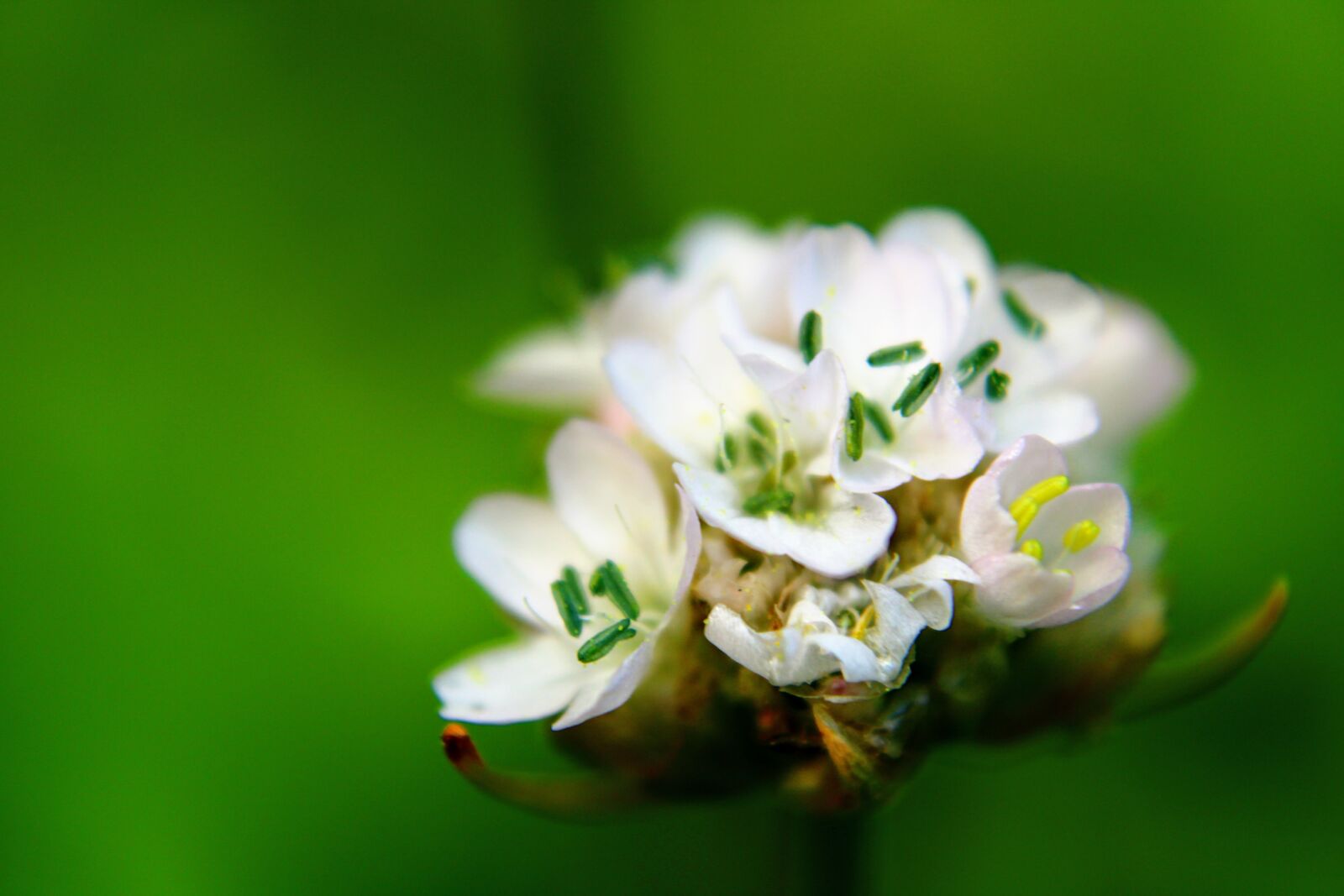Canon EOS 2000D (EOS Rebel T7 / EOS Kiss X90 / EOS 1500D) sample photo. Armeria maritima, flower, white photography