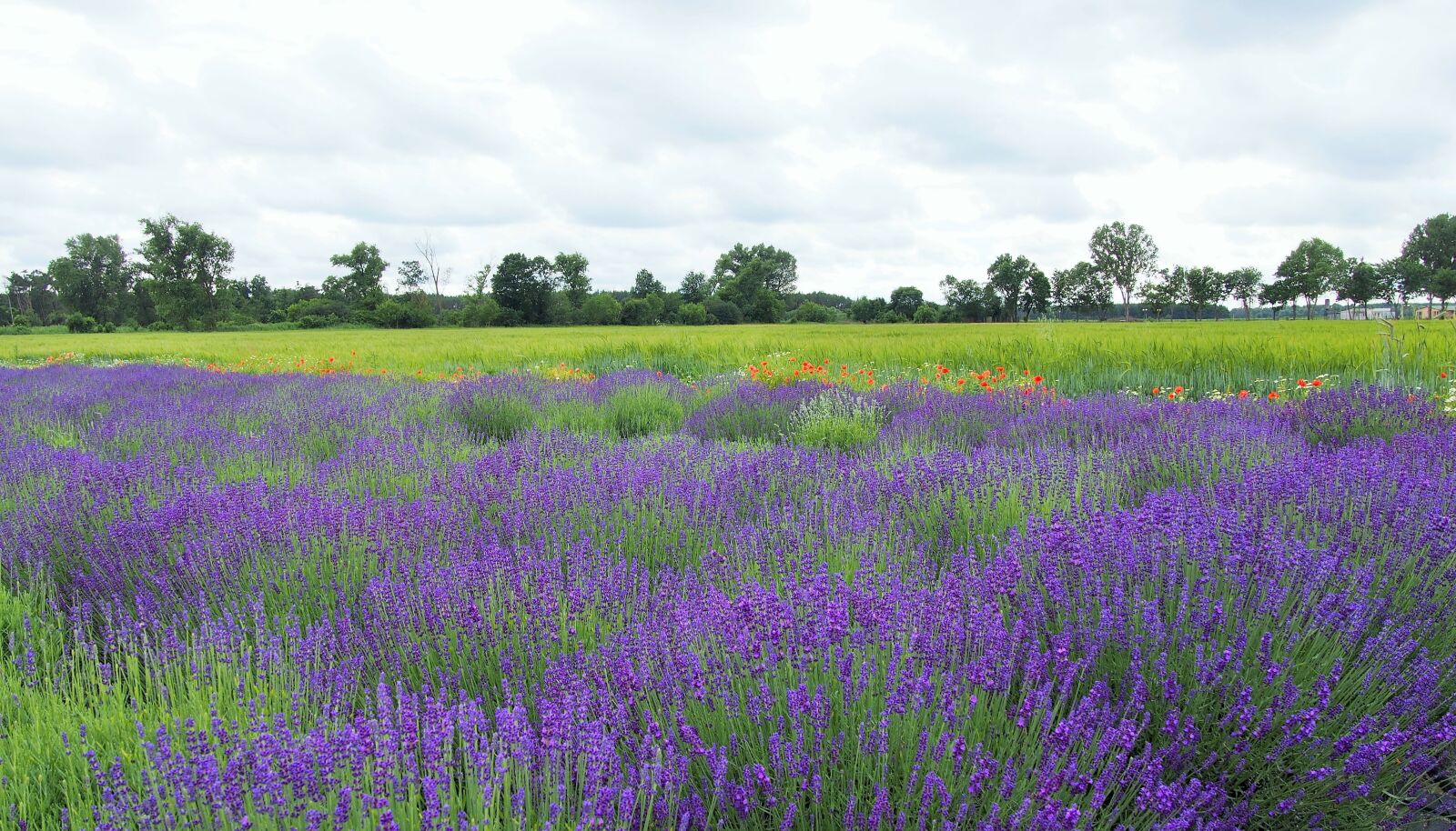 Olympus PEN E-PL6 sample photo. Field, slovakia, lavender photography