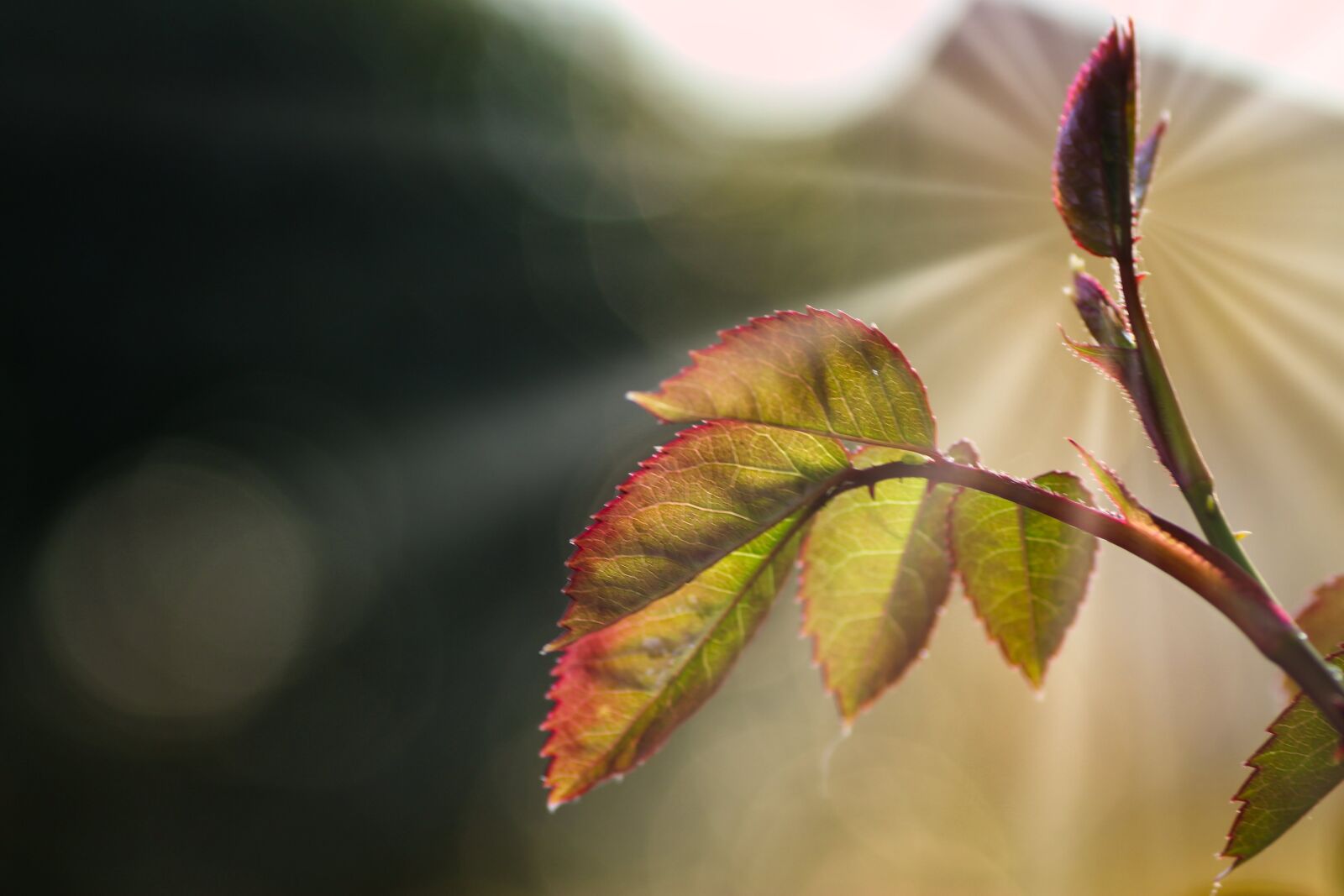 Tamron SP 90mm F2.8 Di VC USD 1:1 Macro sample photo. Sunbeam, rosenblatt, leaves photography