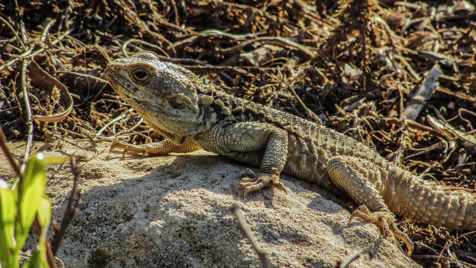 Canon PowerShot SX400 IS sample photo. Cyprus, lizard, kurkutas photography