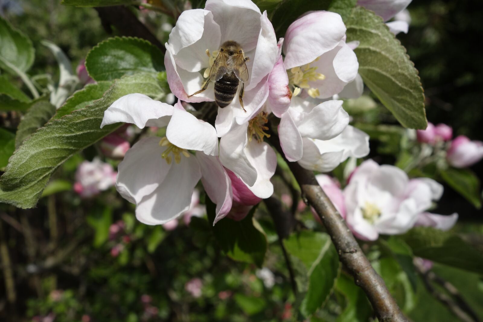 Sony Cyber-shot DSC-RX100 sample photo. Bee, apple blossom, insect photography