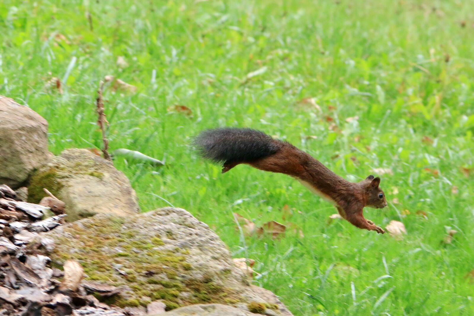 Canon EOS 70D sample photo. Squirrel, jumps, green photography