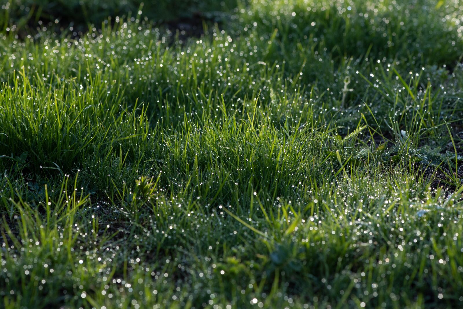 Nikon D750 sample photo. Meadow, grass, green photography