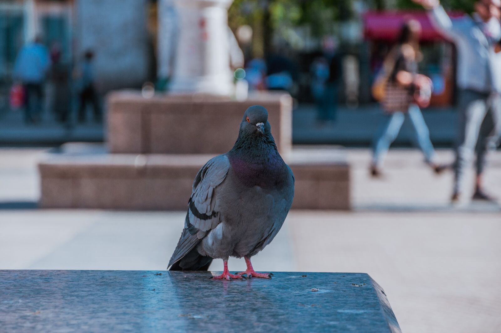 Nikon D90 sample photo. Pigeon, city, dove photography