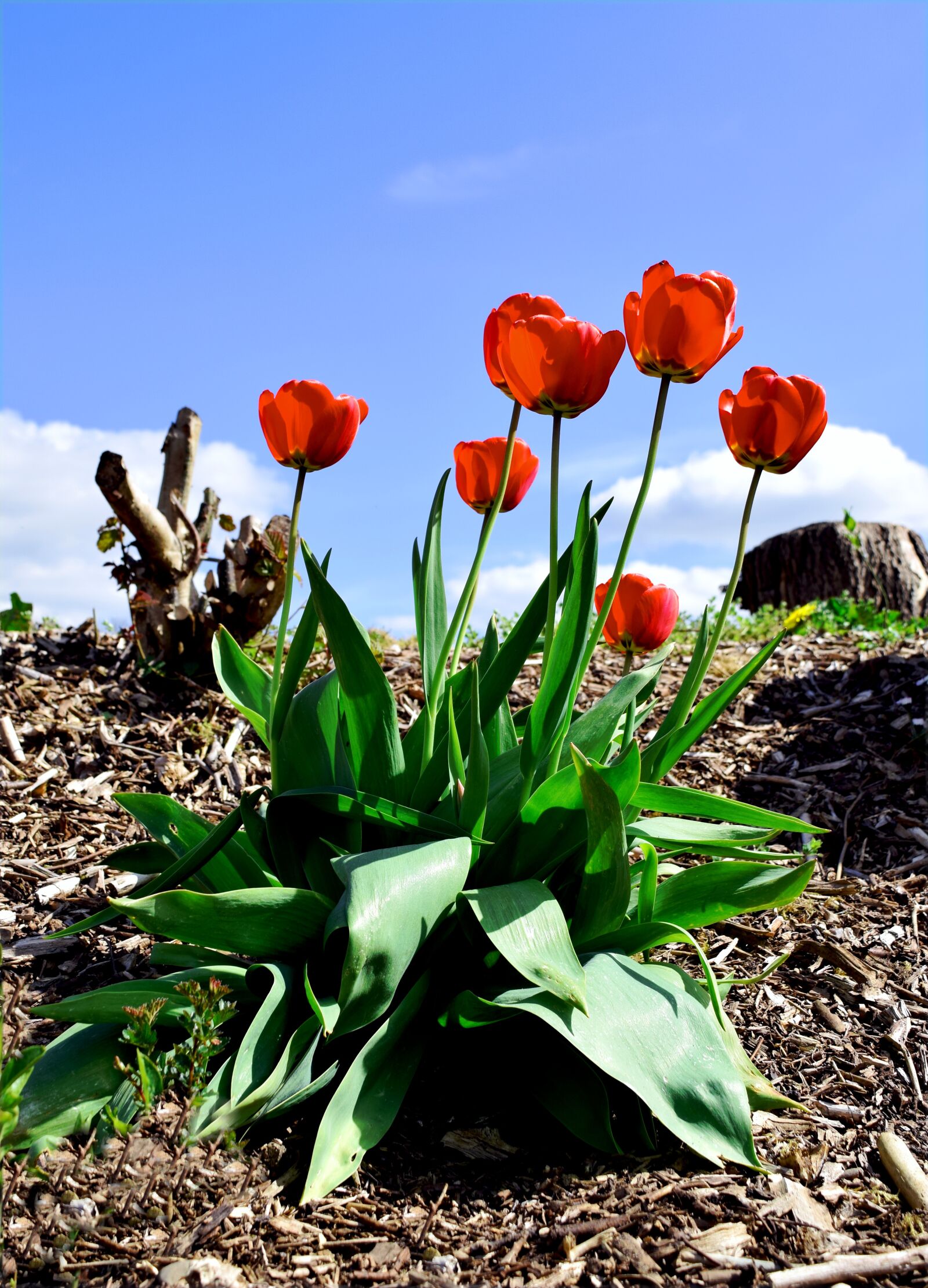 Nikon D5300 sample photo. Flowers, tulips, red photography
