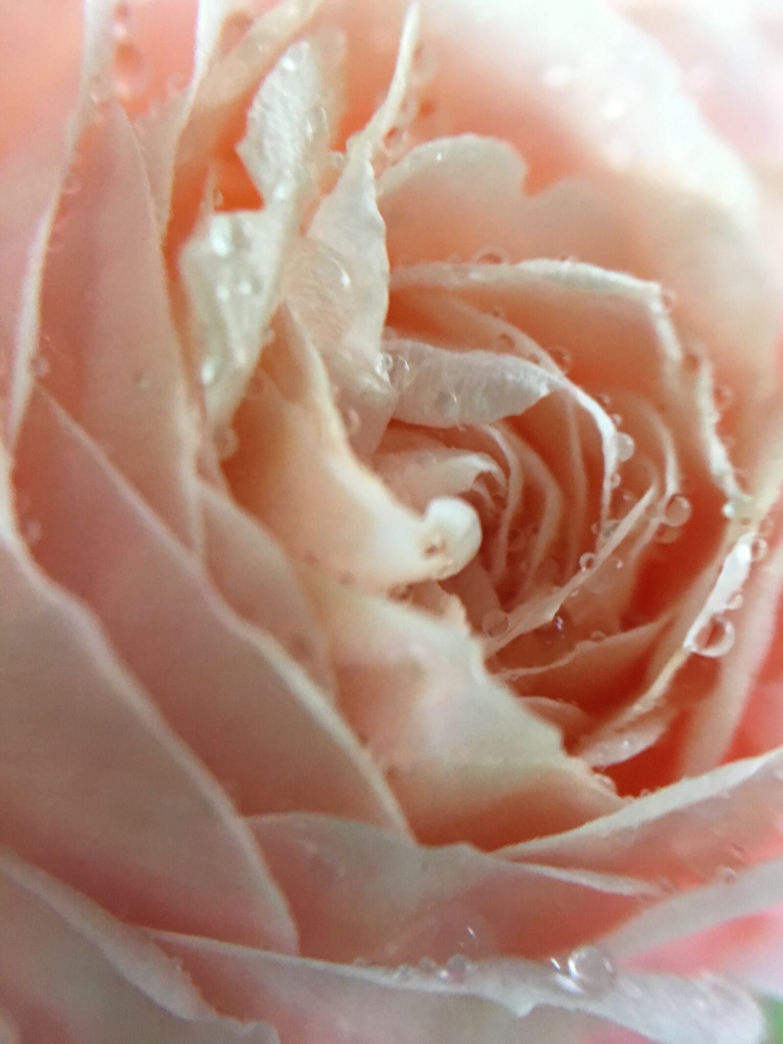 iPhone SE back camera 4.15mm f/2.2 sample photo. Flower, pink, roses, rose photography