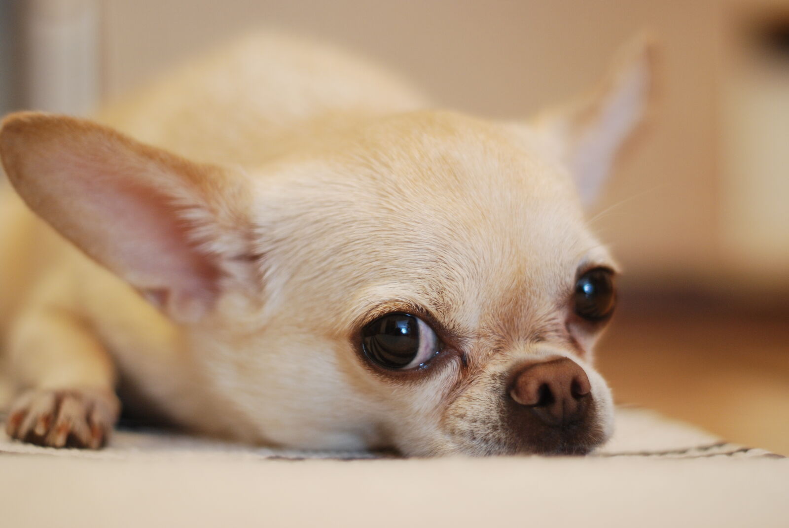 Nikon AF Nikkor 50mm F1.8D sample photo. Adorable, animal, canine, chihuahua photography