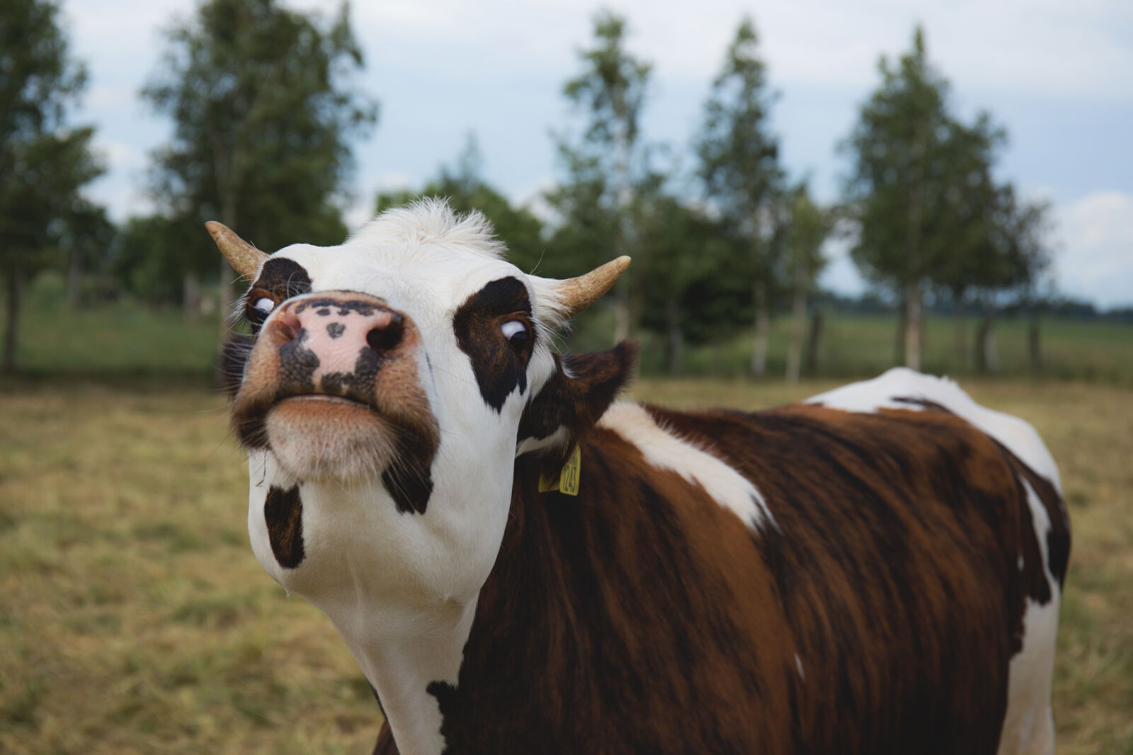 Canon EF 24-70mm F4L IS USM sample photo. Nature, animal, countryside, cute photography