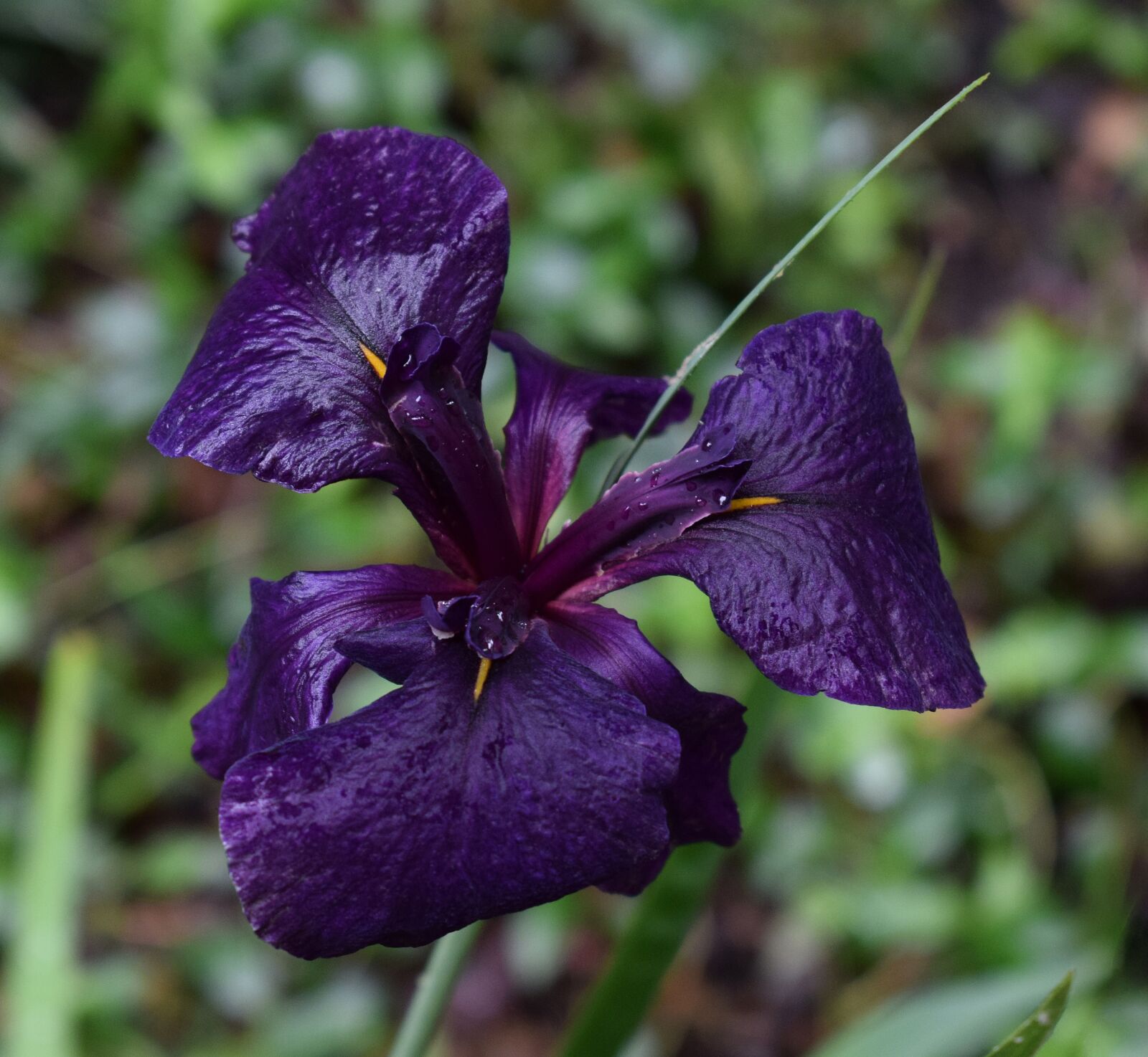 Nikon D3300 sample photo. Shimmering rain-wet iris, louisiana photography