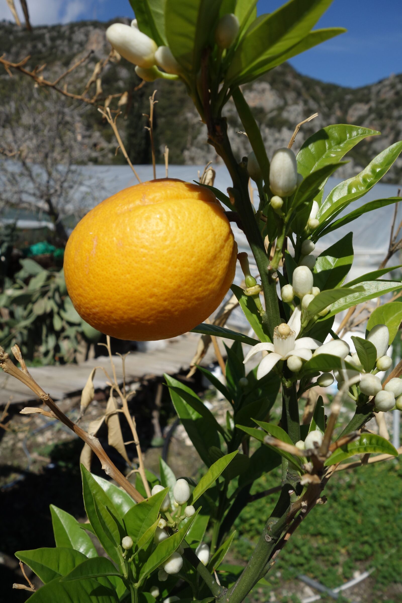 Sony Cyber-shot DSC-RX100 sample photo. Orange, flower, fruit photography
