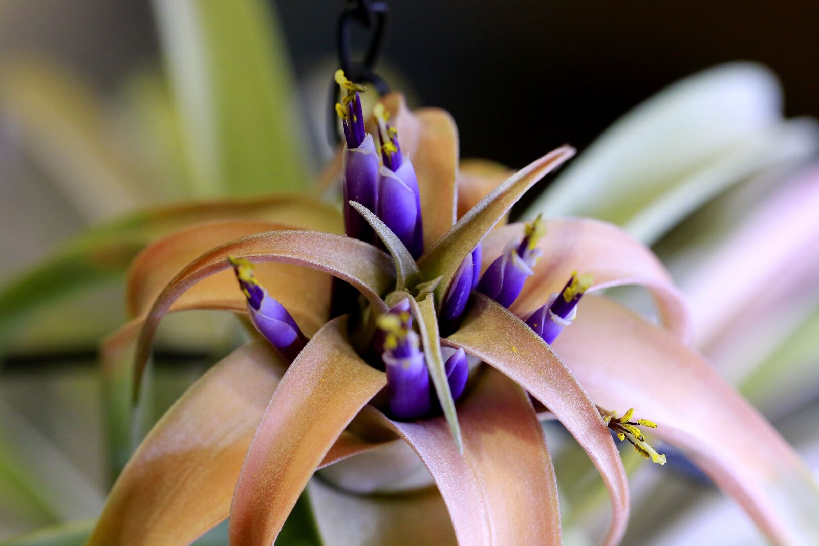 Canon EOS 5D Mark III sample photo. Flowers, teal blue asia photography