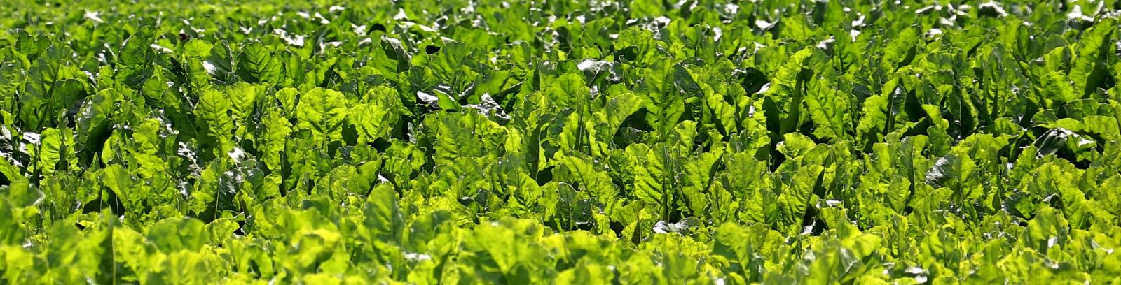 Canon EOS 550D (EOS Rebel T2i / EOS Kiss X4) sample photo. Field, beets, sugar beet photography