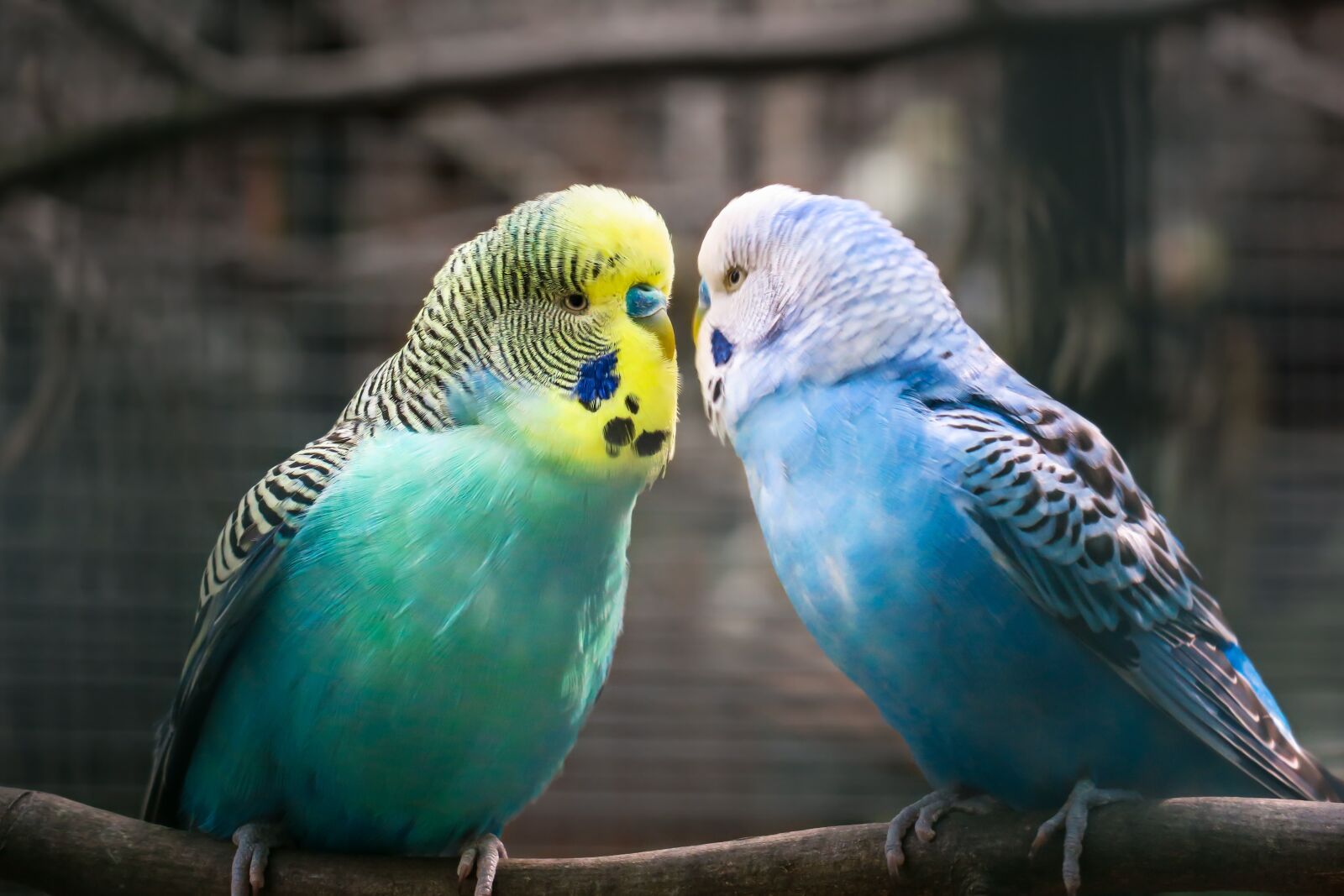 Canon PowerShot G3 X sample photo. Budgie, friendship, affection photography