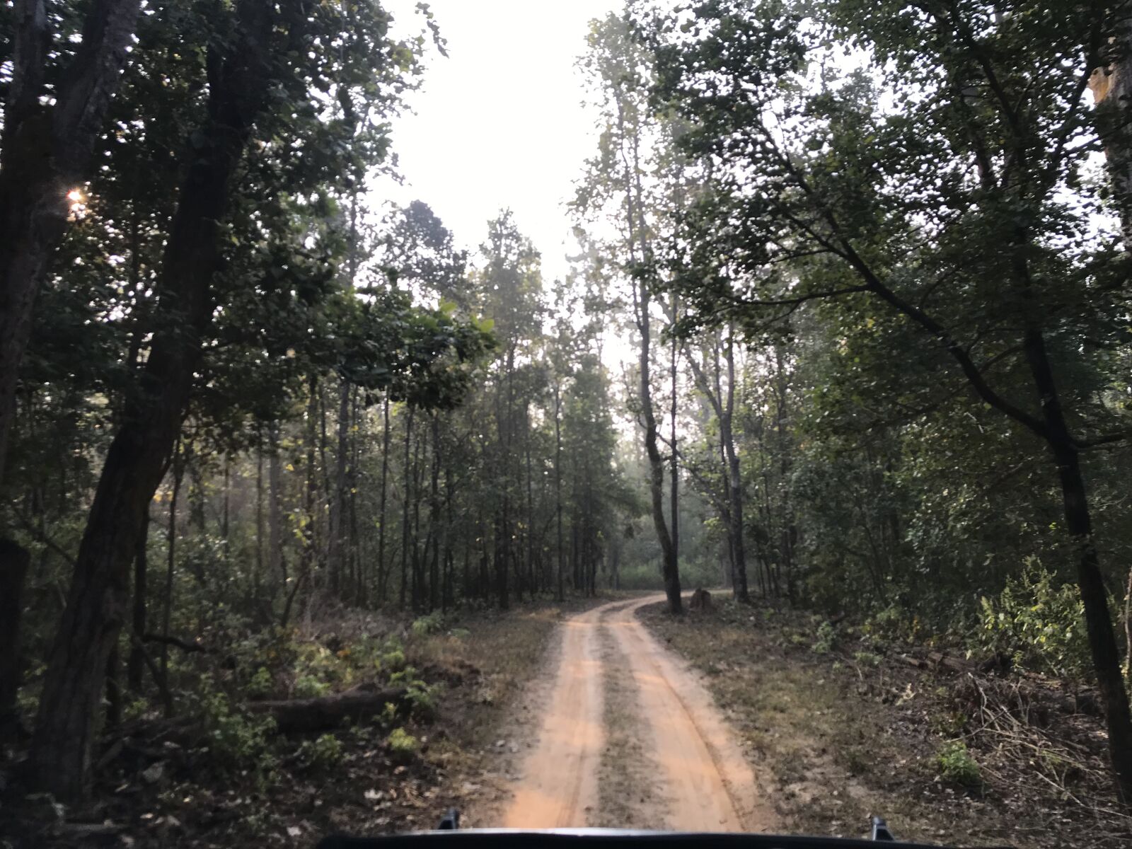 iPhone 7 back camera 3.99mm f/1.8 sample photo. Nature, jungle, tiger safari photography