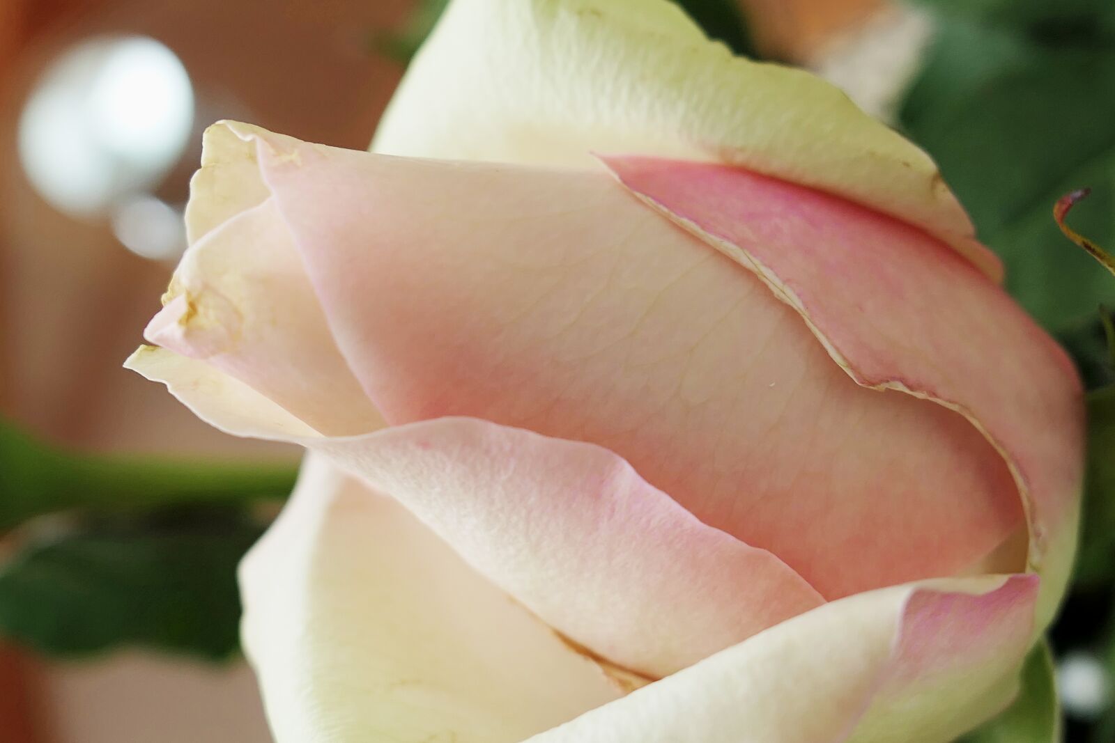 Panasonic Lumix DMC-LX10 (Lumix DMC-LX15) sample photo. Rose, flower, blossom photography