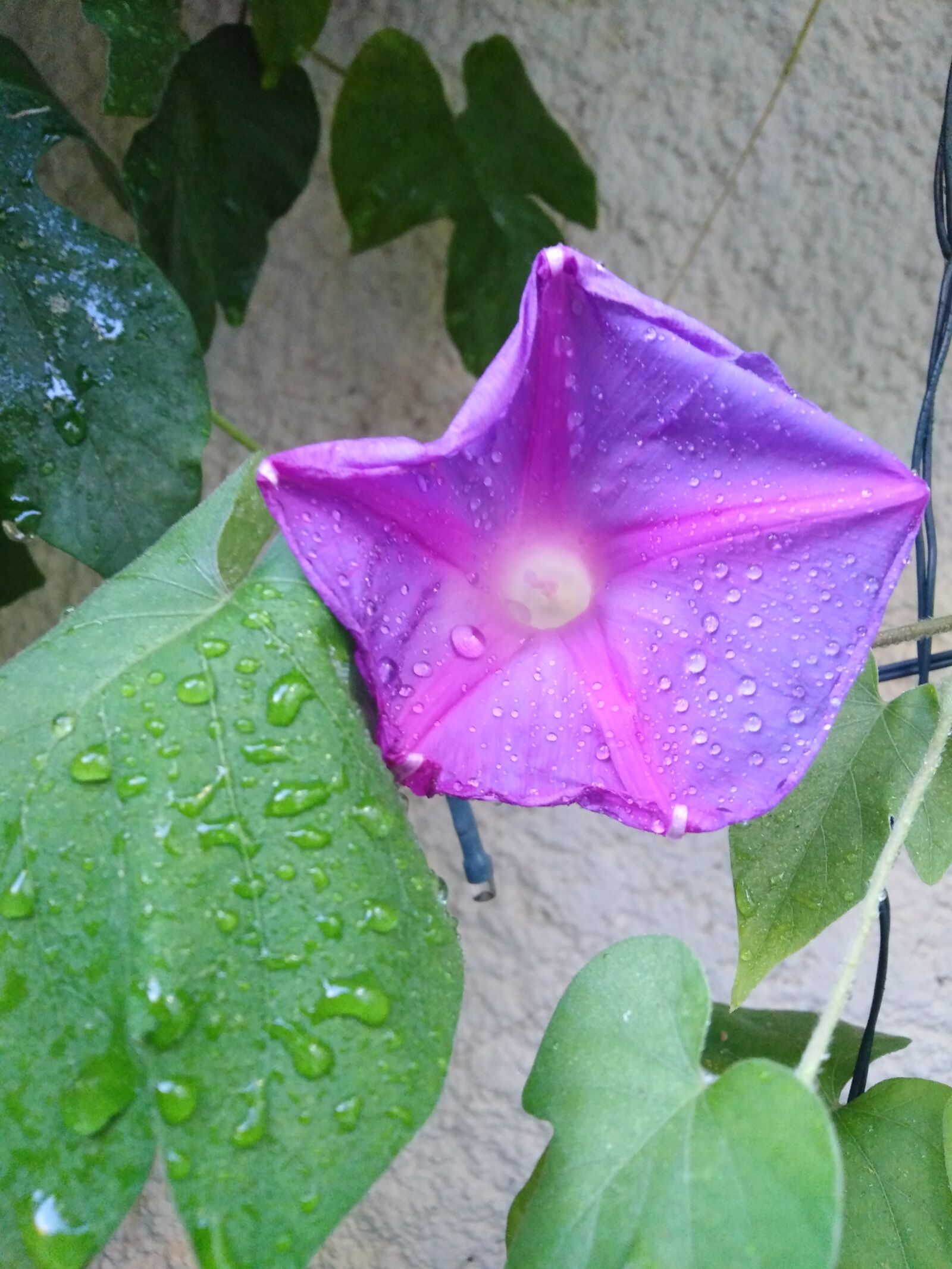 HUAWEI LDN-L21 sample photo. Volubilis, waterpolo, flower photography