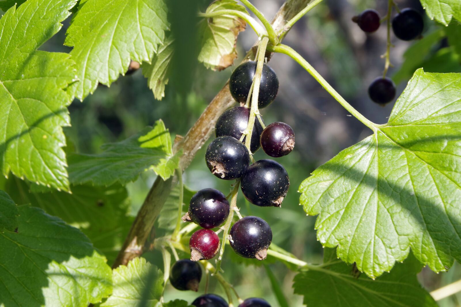 Pentax K-S2 sample photo. Black currant, currant, natural photography