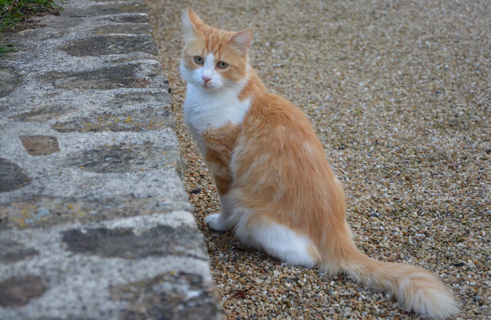 Nikon D5200 sample photo. Cat, male, feline photography