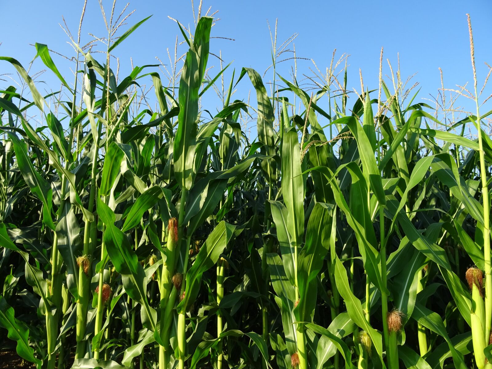Sony DSC-HX60 sample photo. Cornfield, nature, agriculture photography