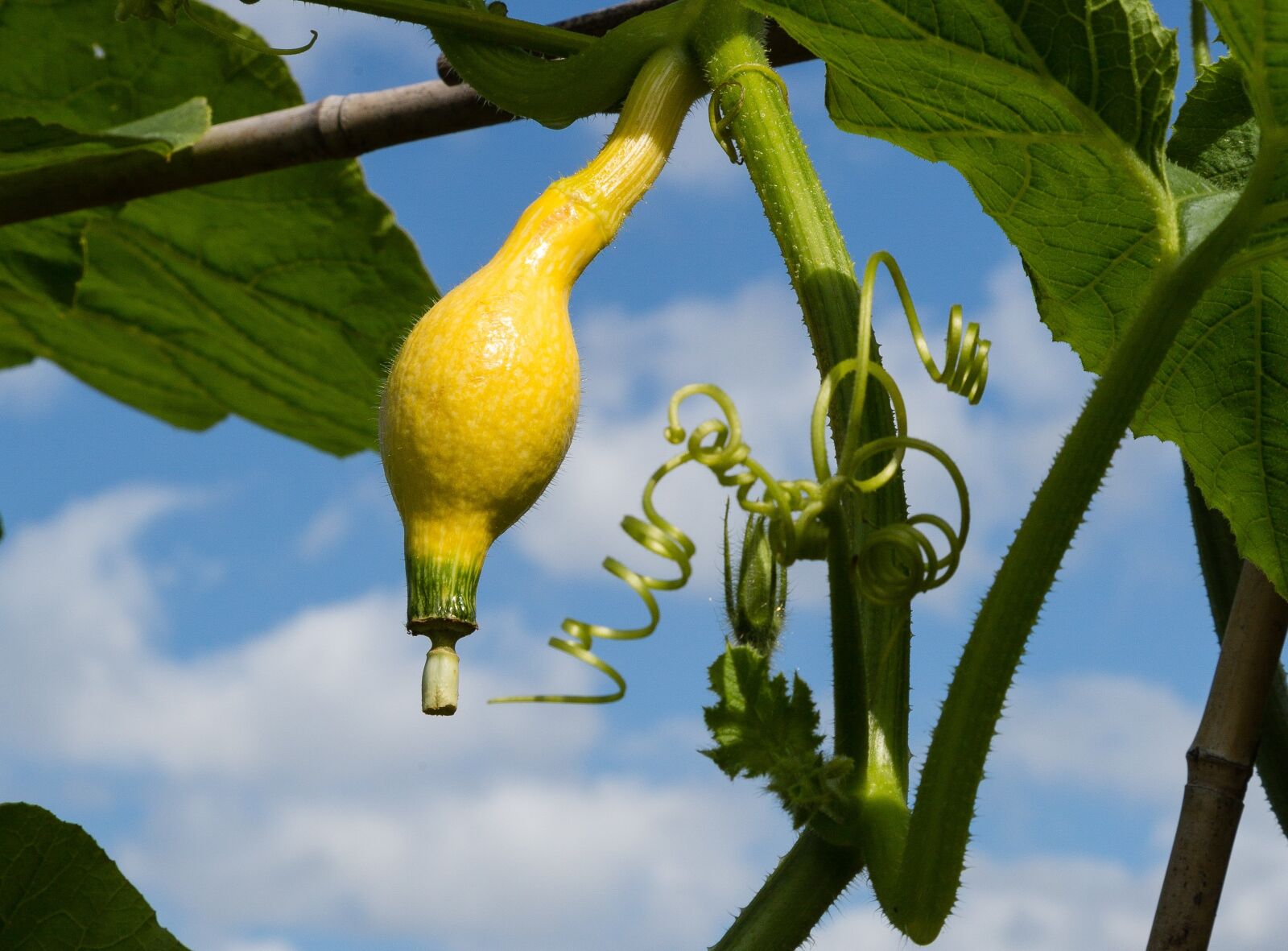 Canon EF 24-105mm F4L IS USM sample photo. Gourd, vegetable, yellow photography